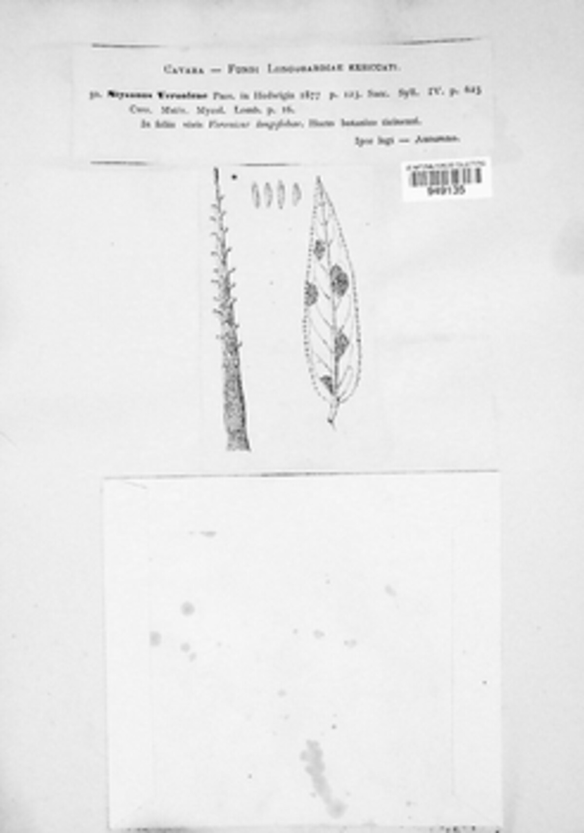 Ramularia veronicicola image